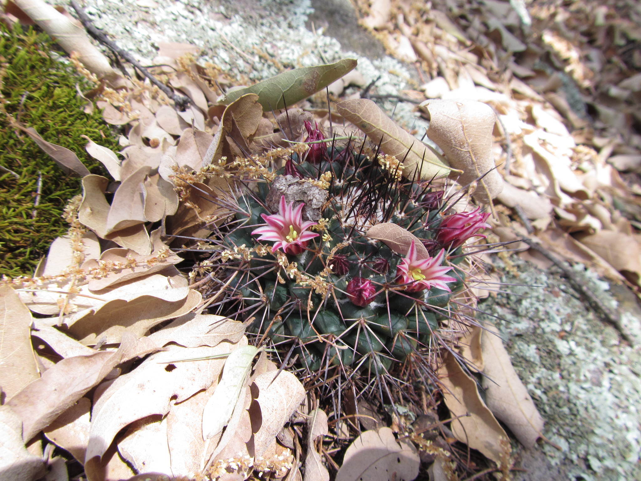 Mammillaria wagneriana var. tortulospina